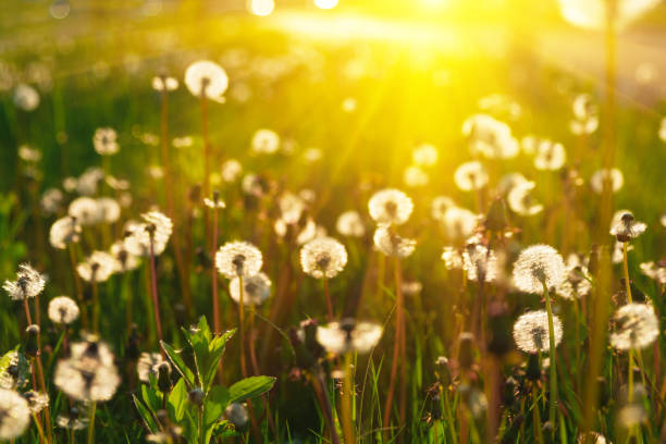 istock Close up dandelion flowers with sunlight rays. Spring background. Copy space. Soft focus 1150697809