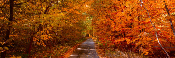 istock Banner 3:1. Autumn forest with footpath leading into the scene. Autumn background. Copy space. Soft focus 1150697850