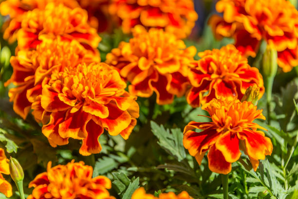 istock Orange Flowers in Spring Lined Up as a Background 1150700036