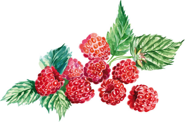 ilustrações de stock, clip art, desenhos animados e ícones de many raspberries on a white background - framboesa