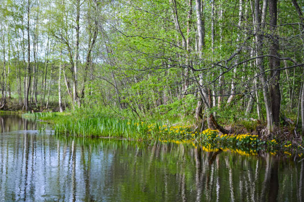 istock Trees on the shore are reflected in the water 1150700279