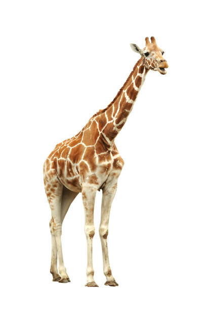 girafe - long ear photos et images de collection