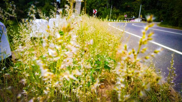 istock Beautiful scenery grasses with road 1150702257