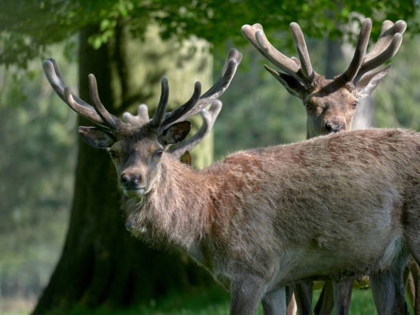 istock Red deer grazing in the spring sunshine 1150703486