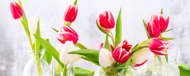 istock Pink and white tulips in glass vases 1150704098