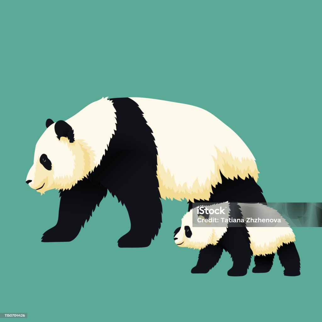 Adult giant panda and baby panda walking together. Chinese bear family. Mother or father and child. Rare, vulnerable species. Animal stock vector