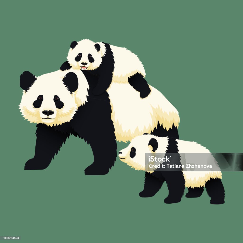 Happy smiling baby giant panda riding on the back of an adult panda with another panda cub walking near. Chinese bear family. Mother or father and children. Rare, vulnerable species. Panda - Animal stock vector