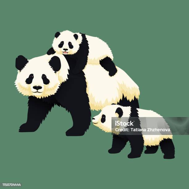 Happy Smiling Baby Giant Panda Riding On The Back Of An Adult Panda With Another Panda Cub Walking Near Chinese Bear Family Mother Or Father And Children Rare Vulnerable Species Stock Illustration - Download Image Now