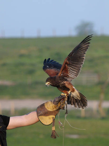 istock Bird of Prey 1150704495