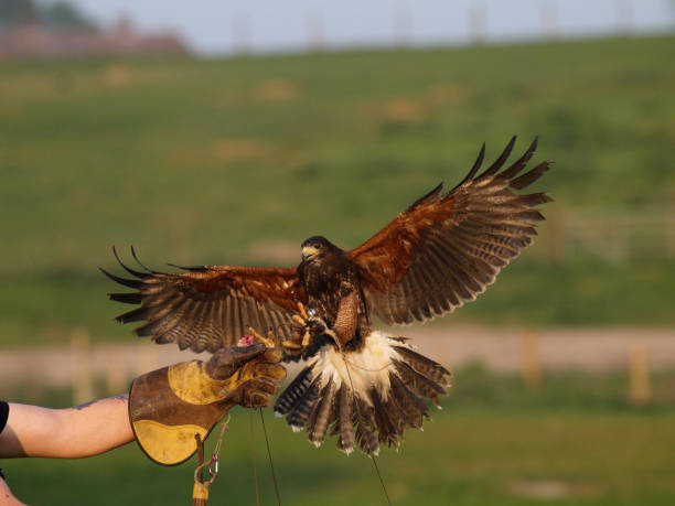 istock Bird of Prey 1150704532