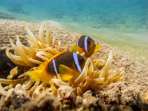 Two Red Sea anemonefish and an anemone in a tire underwater. stock photo
