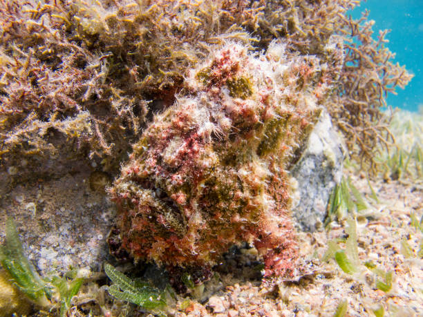 Red Warty Frogfish at the bottom of the Red Sea next to an coral stock photo