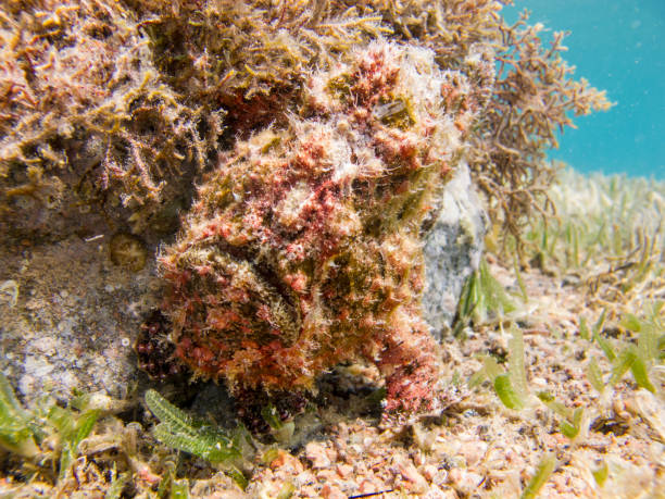 Red Warty Frogfish next to the coral. stock photo