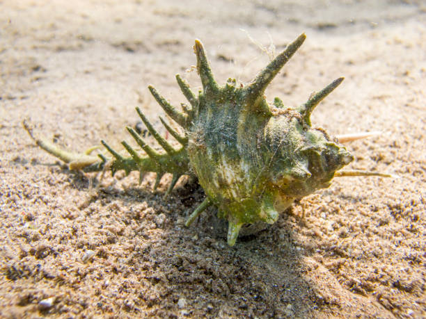 Comb Murex Shell on a sandy sea bottom. stock photo
