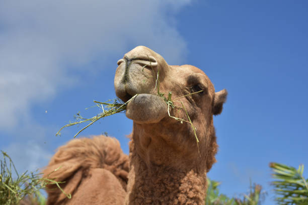 istock Camel Chewing on Hay on a Nice Day 1150707378