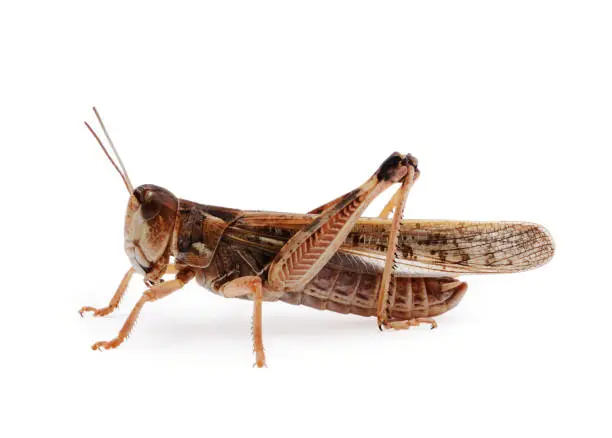 Photo of Locust