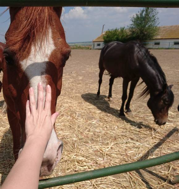istock Man's hand strokes a red horse 1150711212