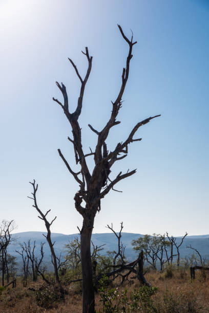 istock The skeletons of dead trees against a blue sky. 1150712770