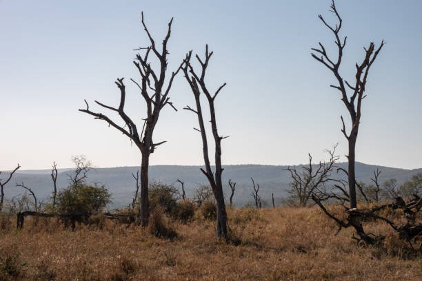 istock The skeletons of dead trees against a blue sky. 1150712773