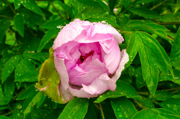 istock beautiful  tree peony  in the garden 1150714996