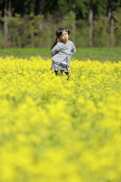istock Japanese girl and field mustard (4 years old) 1150716457