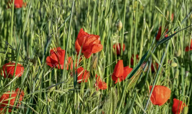 Scene with natural poppy flowers in the spring.