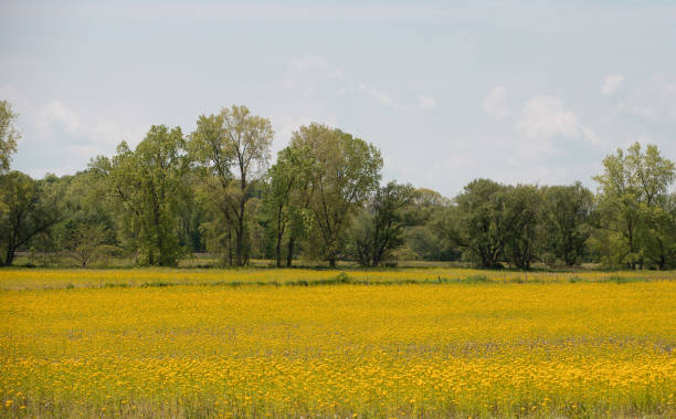 istock Brilliant yellow mustard fields in northen Ohio. 1150719523