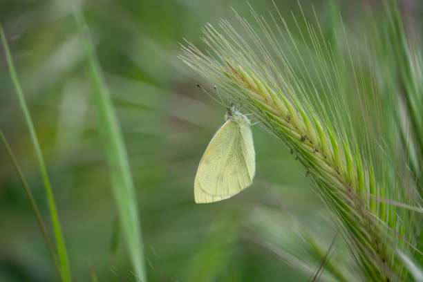 farfalla cavolo sull'infiorescenza dell'orzo in primavera - wild barley foto e immagini stock