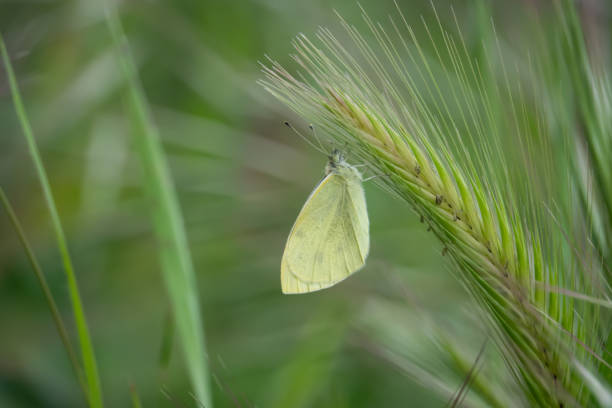 cabbage butterfly on barley inflorescence in springtime - wild barley imagens e fotografias de stock