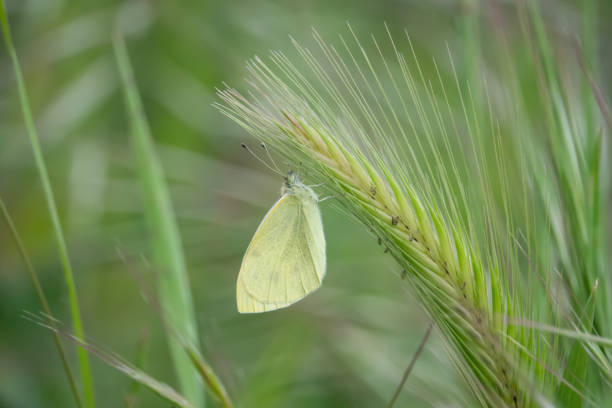 farfalla cavolo sull'infiorescenza dell'orzo in primavera - wild barley foto e immagini stock