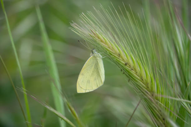 cabbage butterfly on barley inflorescence in springtime - wild barley imagens e fotografias de stock