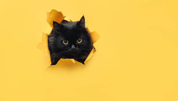 Funny black cat looks through ripped hole in yellow paper. Peekaboo. Naughty pets and mischievous domestic animals. Angry look. stock photo