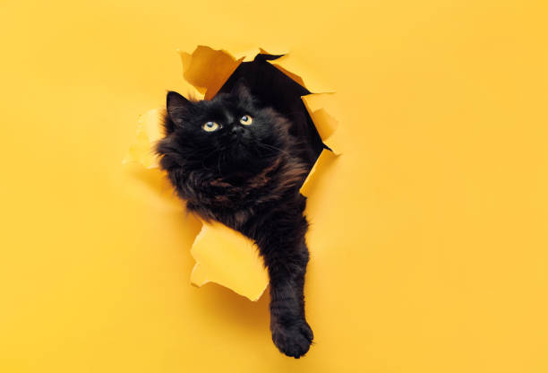 Funny black cat ripped yellow paper and looking up. Cat game. stock photo