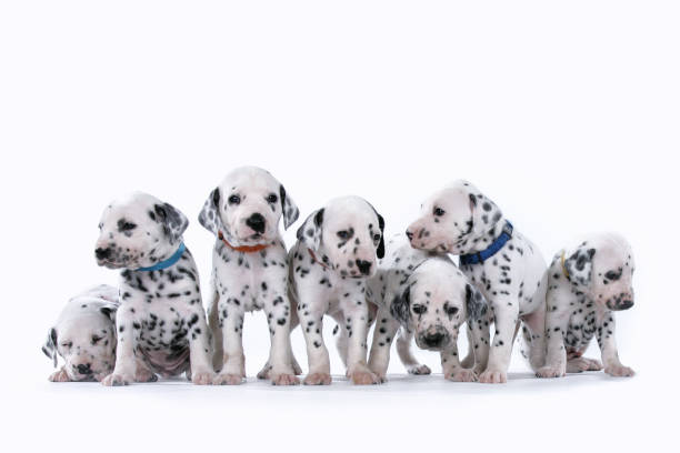 istock Several Dalmatian puppies stand together on a white background 1150721060