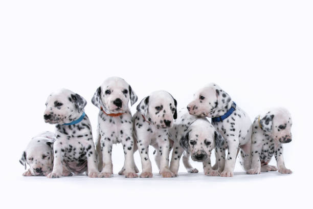 Several Dalmatian puppies stand together on a white background Several Dalmatian puppies stand together on a white background dalmatian dog photos stock pictures, royalty-free photos & images