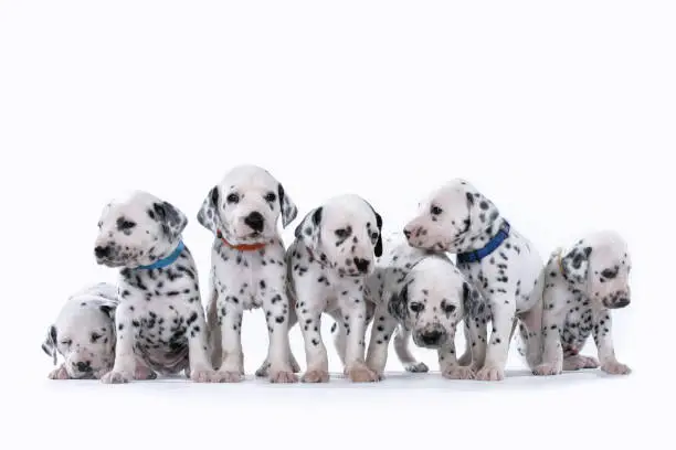 Several Dalmatian puppies stand together on a white background