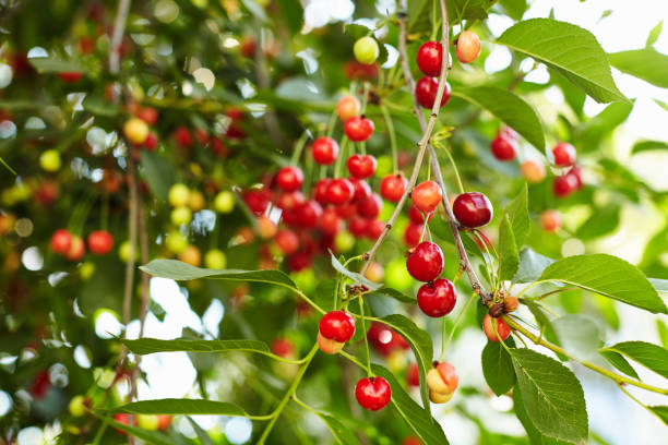 istock Ripe red cherries on the tree branch 1150721174