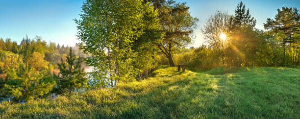 panorama landscape with sun and forest and meadow