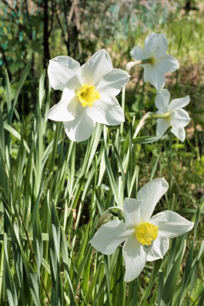 istock Beautiful early spring flowers daffodils closeup. 1150722440