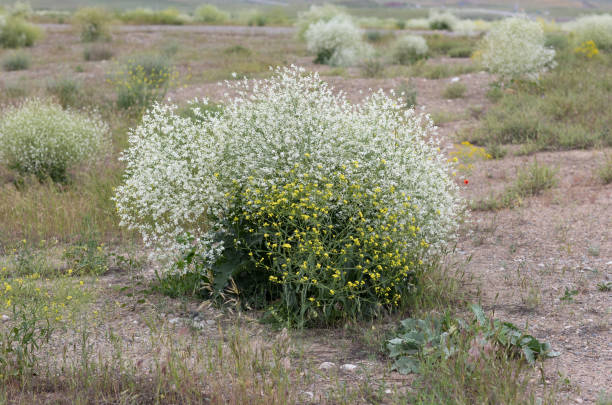 istock green shrub with white flowers on a green field 1150722597
