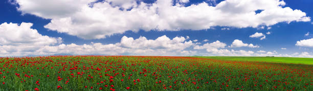 istock Field with blooming red poppies 1150722727