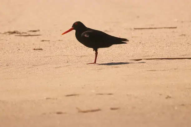 Photo of Birds of South Africa - African Black Oystercatcher