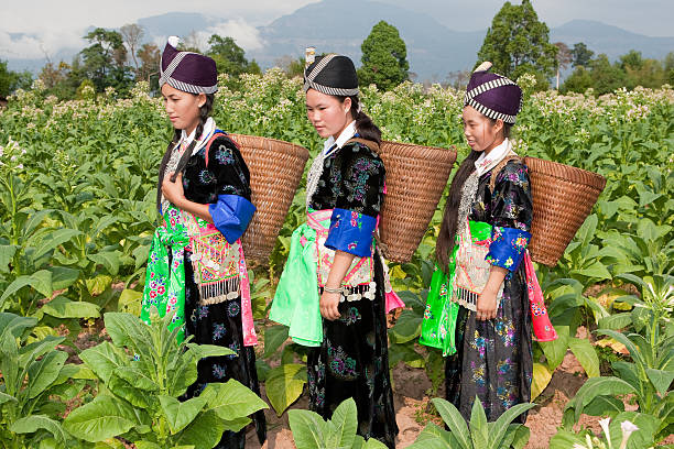 hmong da ásia colheita de tabaco - hmong imagens e fotografias de stock