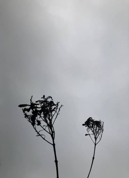 istock Nature - Anything you lose comes round in another form. 1150725248