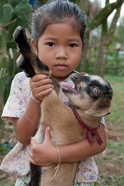 istock Asian girl with goat 115072531