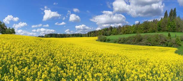 istock Picturesque flowering rapeseed field 1150725534