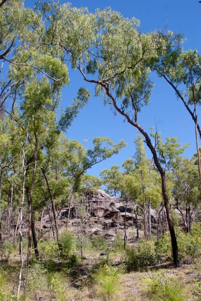 vista sobre los escaraplos de roca que contienen muchas de las pinturas de arte rupestre de quinkan, cerca de laura, cape york, queensland, australia - aboriginal art aborigine rock fotografías e imágenes de stock