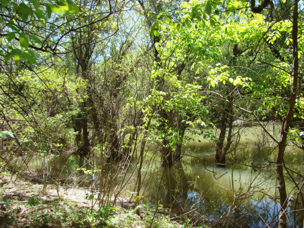 istock Spring trips on the banks of the Danube River (here Little Pastramagiu  arm) 1150726158