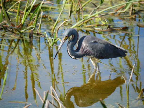 istock Heron in the wetlands 1150726330