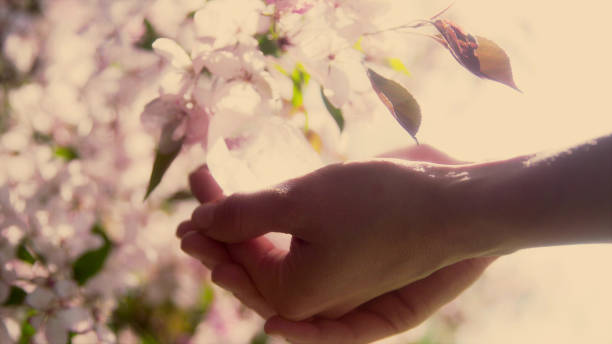 la mano de una mujer con un cristal curativo. árbol de flor en el fondo - cherry blossom flower head spring flower fotografías e imágenes de stock